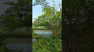 Download lagu Desaku #shorts #shortsvideo #desa #sawah #gunung #pagi #syahdu #statuswa #jalanjalan mp3 Download lagu Desaku #shorts #shortsvideo #desa #sawah #gunung #pagi #syahdu #statuswa #jalanjalan mp3