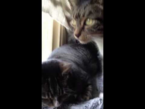 Cozzamara and Beduzzo brothers