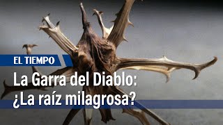 Garra del Diablo, la raíz que le podría quitar el dolor de espalda | El Tiempo