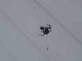 Barking Spider