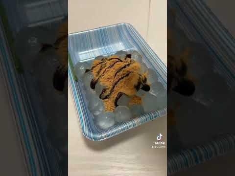 【ライフハック】このわらび餅こうやって食べると一個一個がほぐれてめちゃくちゃおいしくなる！#clearmochi #mochi #japanesefood