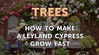 How to Make a Leyland Cypress Grow Fast