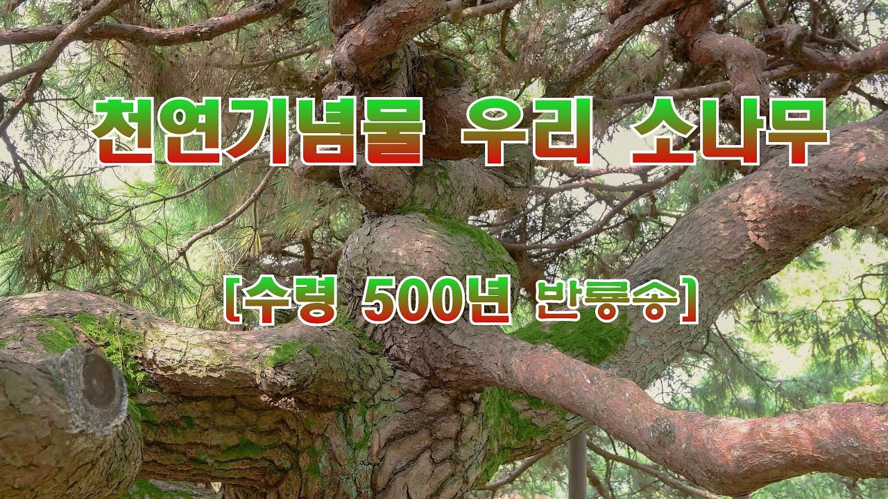 국보급 천연기념물 소나무 유튜브 썸네일