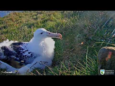 Albatross Chick Nibbles On Grass Next To #RoyalCam | DOC | Cornell Lab – August 10, 2020