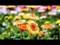 Самые красивые цветы для самой прекрасной. 