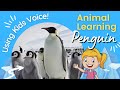 Penguins For Kids A Fun Learning With Kids Voice ️