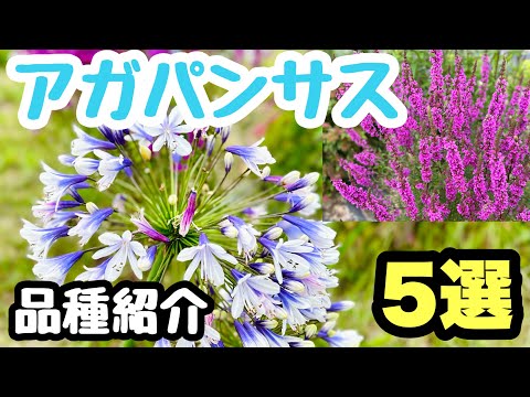 アガパンサスの天然有機カリの肥料の種類についてのアドバイス