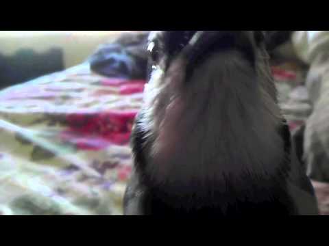 Mordecai (OFFICIAL TRAILER)