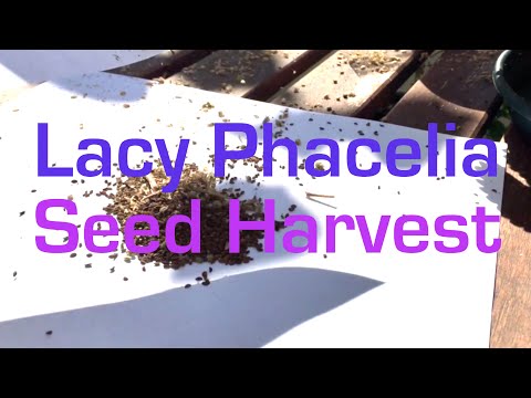 Garden Project (Aug 20) - Lacy Phacelia seed harvest