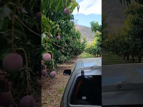 #chuladadecosechamangotomy desde gualan zacapa