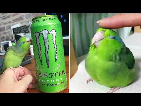 Smart And Funny Parrots Parrot Talking Videos Compilation (2025) - Cute Birds #6
