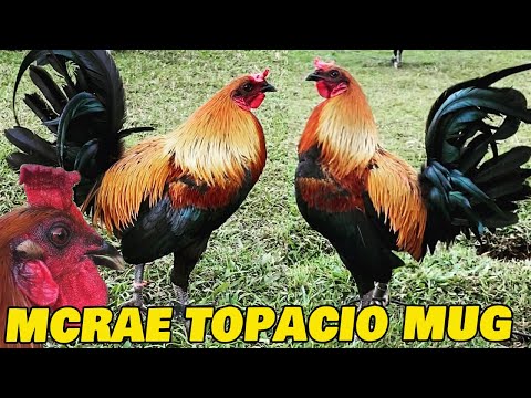 Beautiful Black Naejol RCP FARM Hawaii - Farm Visit