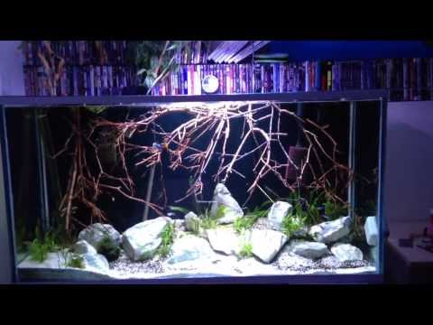 Discus aquarium new lighting Led Radion Pro
