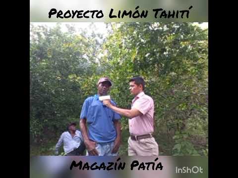 Proyecto prodúltimo Limón Tahití . Florida Patia Cauca. Magazin Patia 2.024