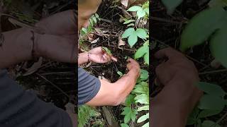 Download lagu Dua pohon saling berdempetan ternyata ada pusaka batu hitam #shorts mp3