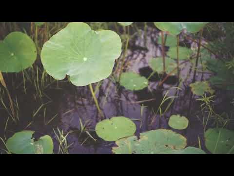 Sawibeatz - Summer Day Session