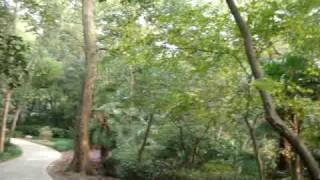 preview picture of video 'A REAL MAGIC LEAF, floating in air, from the Xi Jiao Gardens in Shanghai, China, November 8, 2009.'