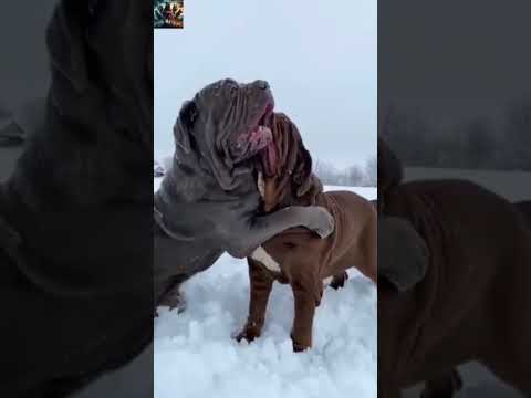 #animals #yavruhayvanlar #kangal #ferhatguncicek #köpek