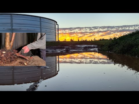 Property, Bonsai Update and dealing with 4 collected Cherry trees, Aussie Bonsai Bloke