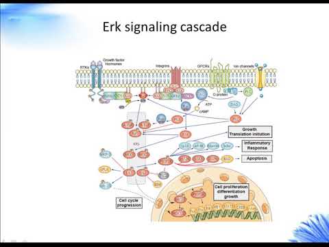Erk Signaling Pathway Creative Diagnostics