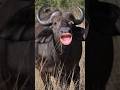 Fanny Cow Video पानी लाओ रे Pani Lao Re Funny Cowcow Cow