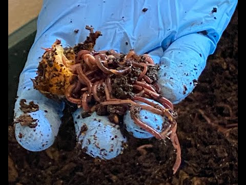 Worm ball Devouring Apples | Vermihut indoor worm bin feeding #5 tray 2 | Vermicomposting