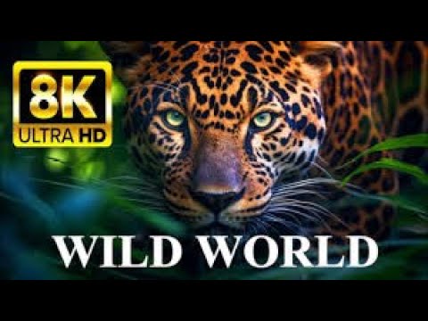 WILD WORLD 8K ULTRA HD: Animals in Nature