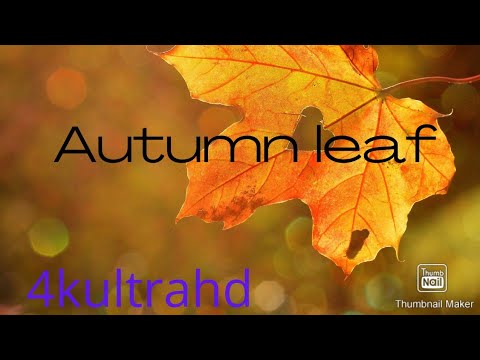 4K Autumn Forest & Relaxing Piano Music - Beautiful Fall Leaf Colors in 4K UHD