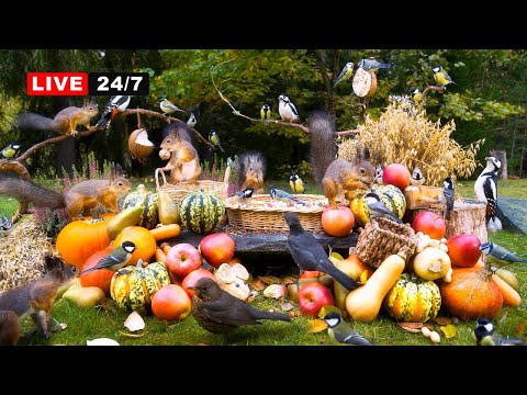 🔴24/7 LIVE CAT TV NO ADS😺 Unlimited Wild Birds and Squirrels at Autumn Festival