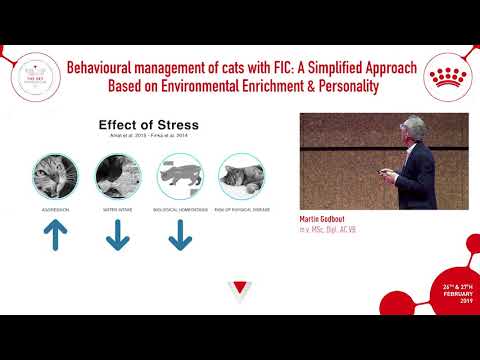 How to incorporate behavioural management of cats with FIC