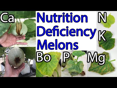 GUIDE TO GROW MELONS - Nutrition Deficiency On Melons (CANTALOUPE)