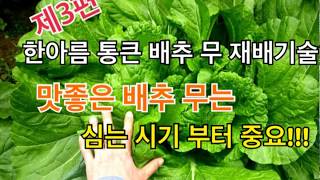 #3 맛좋은 배추 무 정식 파종 심는 시기 결정방법 / 한아름 통큰 배추 무 재배기술 제3편