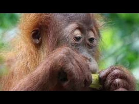 Do orangutans lie about their size