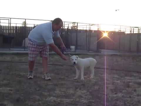 Belochka  3 months old June 2014