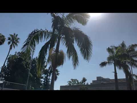 Roystonia oleracea, The Caribbean Royal Palm