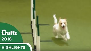 Olly Returns to Crufts! Jack Russell Goes Crazy Again at Crufts 2018