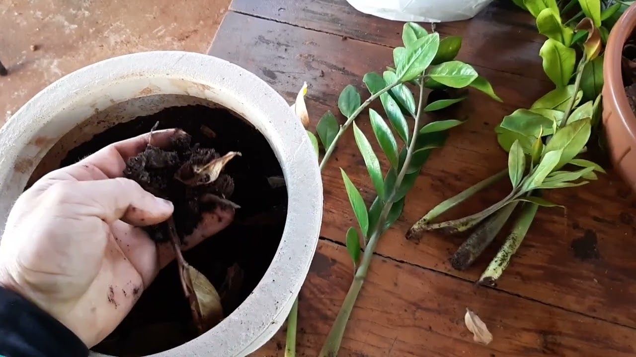 Porque minha Zamioculca está morrendo?