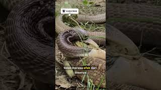 Download lagu monitor lizard focused on target #shorts #trendingshorts mp3 Download lagu monitor lizard focused on target #shorts #trendingshorts mp3