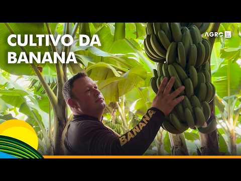 Produtor de Braganey (PR) investe na produção de bananas como alternativa de renda