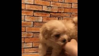 ハーフ犬の動画01