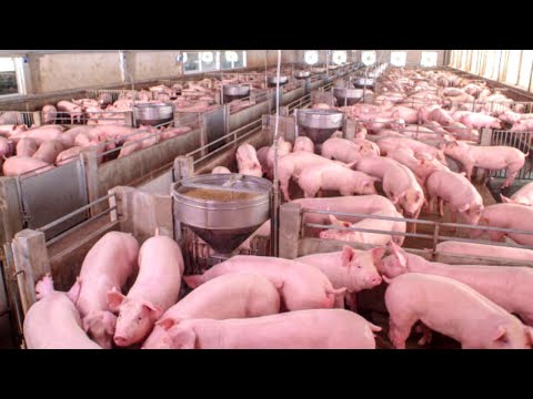 How American Farmers Raise 73 Millions Of Pigs In Barns - Pork Farming