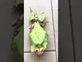 Biggest Leaf Insect