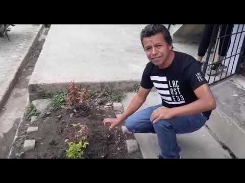 Lo que le ocurre a una planta  aplicándole material orgánico de manera directa