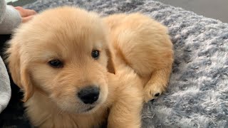 The Ten Commandments of Dog Ownership