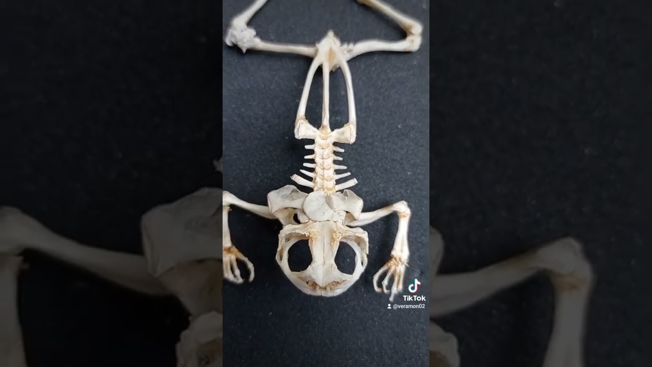 Así es el esqueleto de una rana