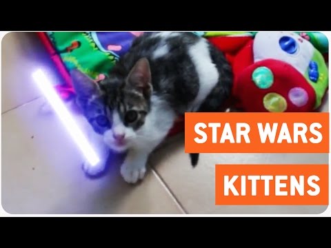 Star Wars Jedi Cat Scuffle  | The Force Awakens