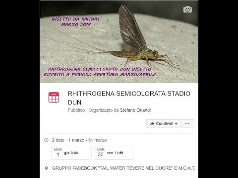 RHITHROGENA SEMICOLORATA