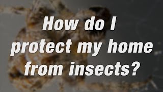 How to Get Rid of Small Bugs in Your House | Ortho