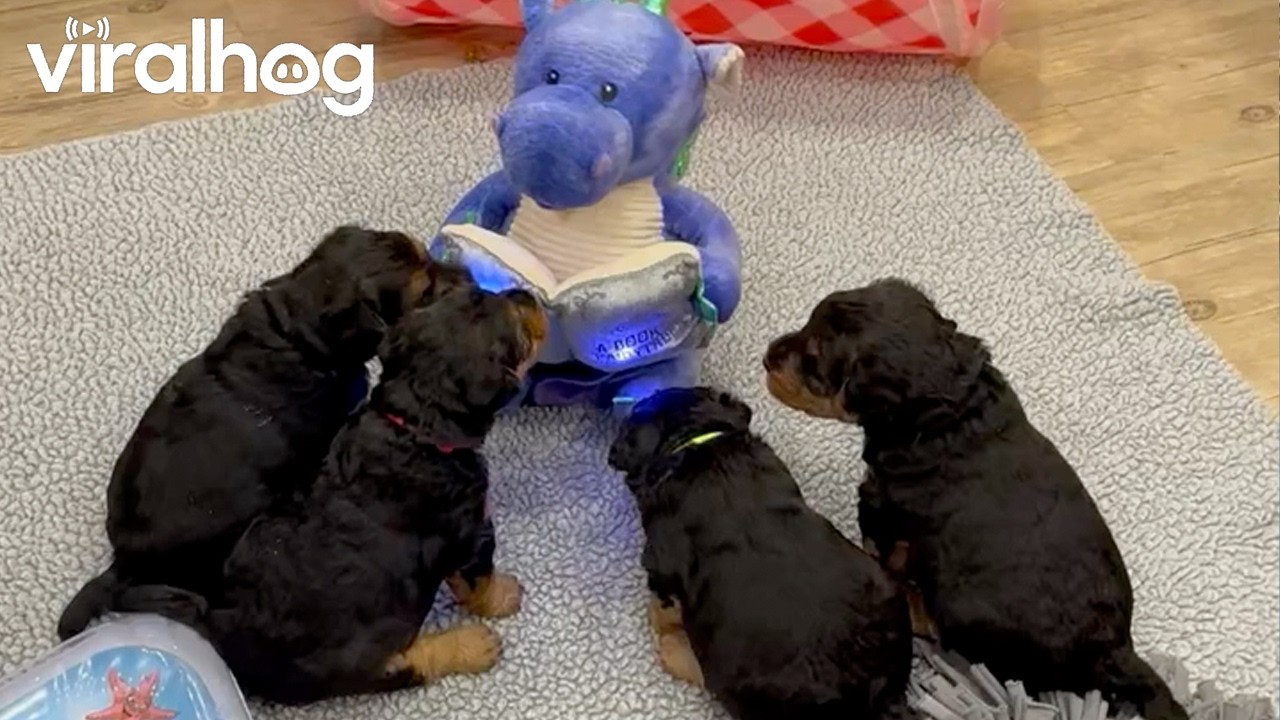 Welsh Terrier Puppies Gather for Story Time || ViralHog