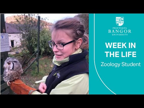 Zoologist video 3